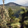 Whistler