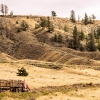 Holztransporter am laufenden Band
